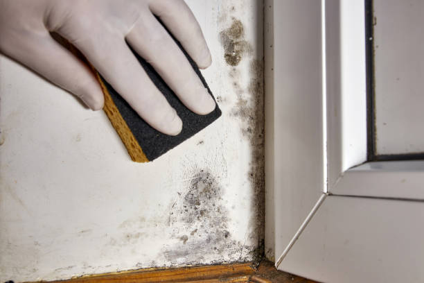 Best Comprehensive Air Testing for Mold Contaminants  in Arcadia, IN