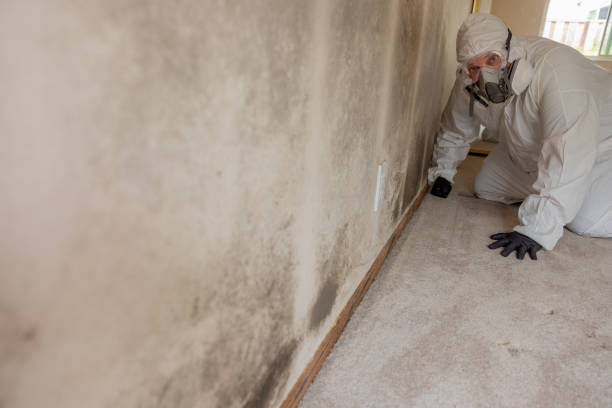 Best Black Mold Removal  in Arcadia, IN